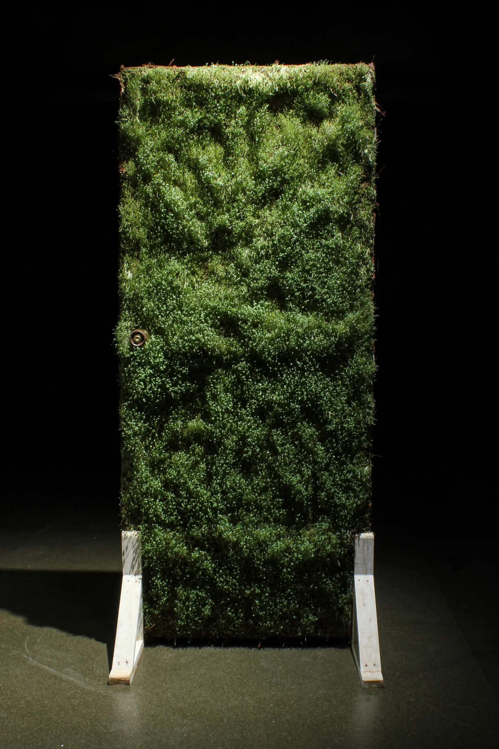 2.Germinado sobre puerta