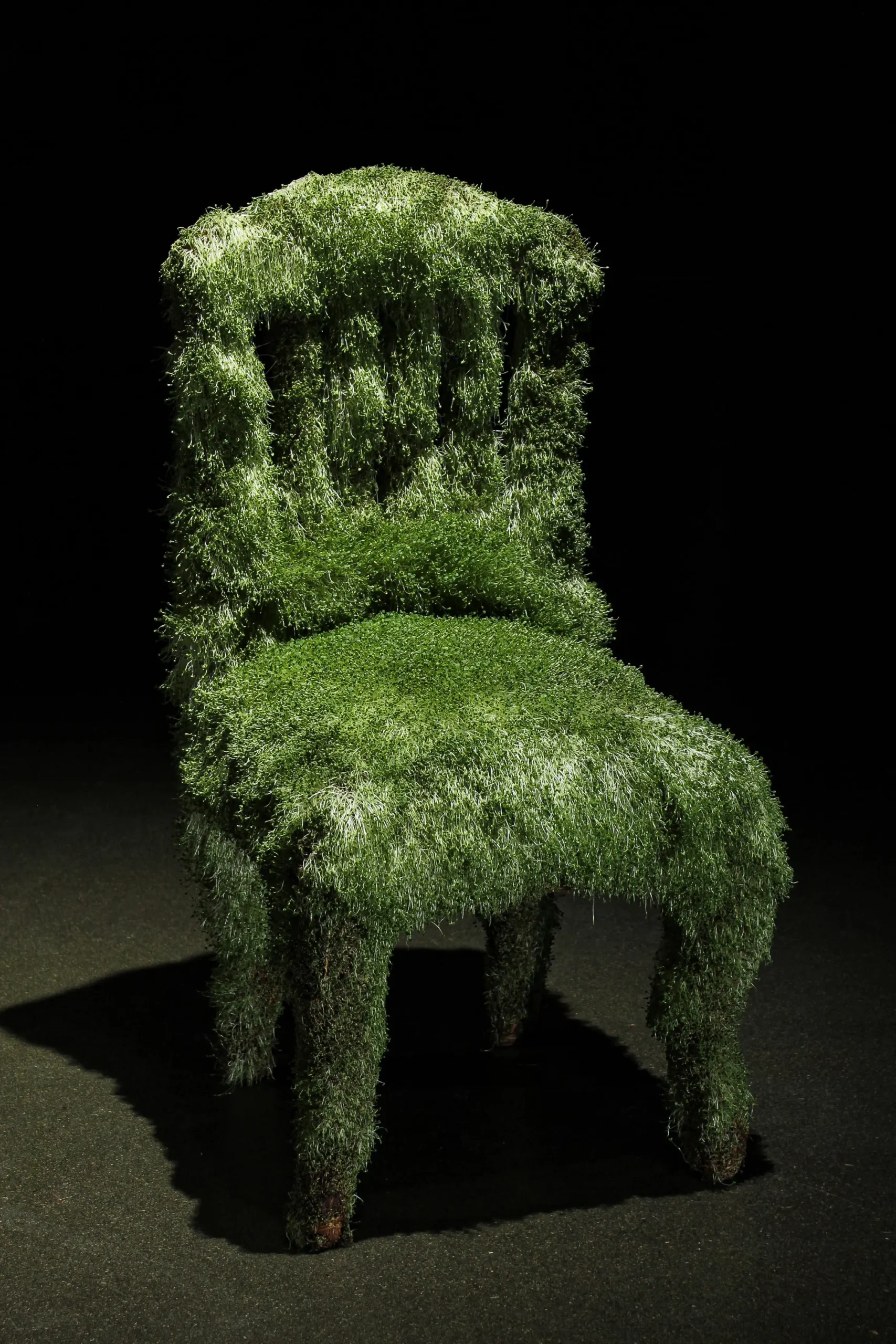 3.Germinado sobre silla (1) (1)